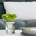 Multi-use hydroponic planter / flower vase | 11 oz | digitally printed | Desktop planter/vase | Home Garden Office Decoration | Best Gift| flowing planter/vase