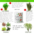 Multi-use hydroponic planter / flower vase | 11 oz | digitally printed | Desktop planter/vase | Home Garden Office Decoration | Best Gift| magic planter/vase